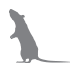 rat